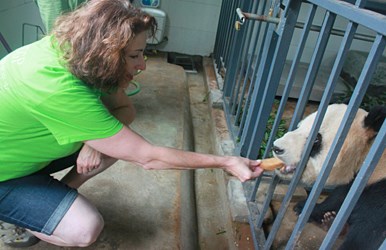 Volunteer at Giant Panda Center